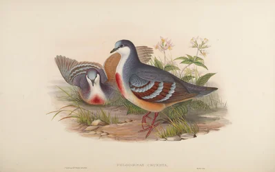 Phlogoenas Cruenta = Gallicolumba Luzonica